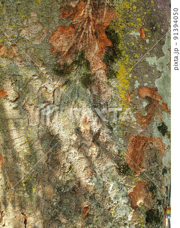 秋の木漏れ日のあたる公園の欅の幹 91394050