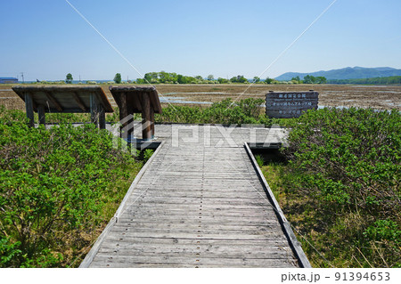 北海道　キムアネップ岬 91394653