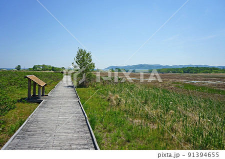 北海道　キムアネップ岬 91394655