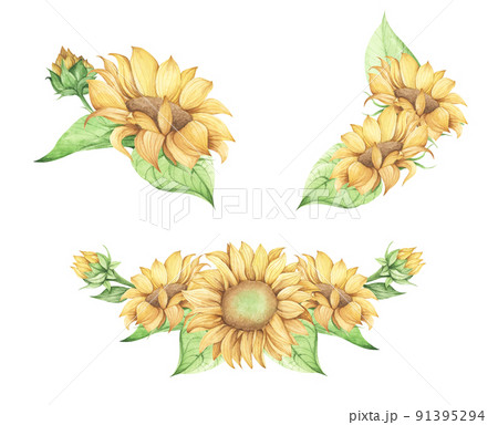 Set of Sunflower. Watercolor floral illustration. Elements isolated on white background. Set of Sunflower. Watercolor floral illustration. Elements isolated on white background. 91395294