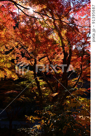法多山尊永寺の紅葉 法多山尊永寺の紅葉 91395687