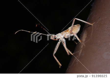 オオトビサシガメの幼虫 オオトビサシガメの幼虫 91396025