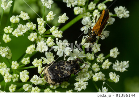 Closeup on a small scarab beetle, Valgus hemipterus, sitting on a white flower in the field Closeup on a small scarab beetle, Valgus hemipterus, sitting on a white flower in the field 91396144