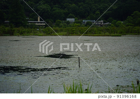 深泥池 91396168