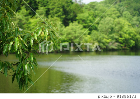 宝ヶ池湖面 宝ヶ池湖面 91396173