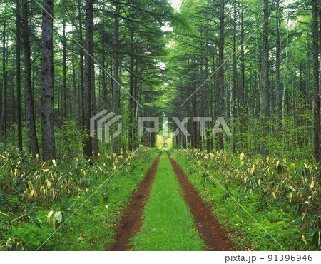 autumn road forest fir tree rough mountain autumn road forest fir tree rough mountain 91396946