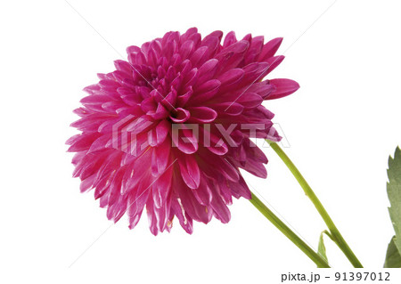 Dahlia Dahlia 91397012