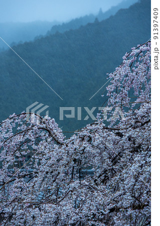 雨の日の大紀枝垂れ桜 91397409