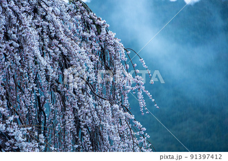 雨の日の大紀枝垂れ桜 雨の日の大紀枝垂れ桜 91397412