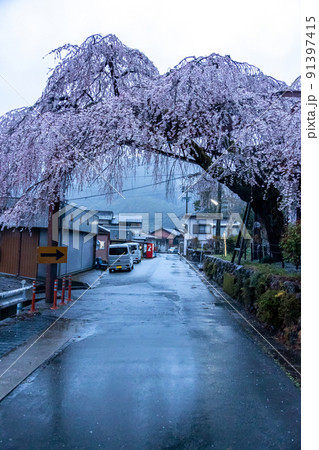 雨の日の大紀枝垂れ桜 91397415