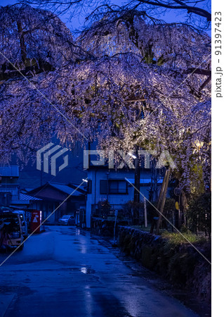 雨の日の大紀枝垂れ桜 雨の日の大紀枝垂れ桜 91397423