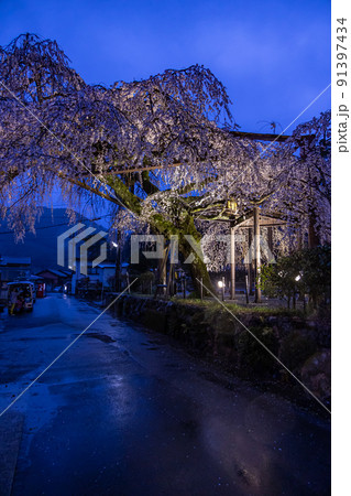 雨の日の大紀枝垂れ桜 91397434