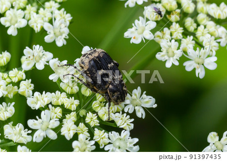 Closeup on a small scarab beetle, Valgus hemipterus, sitting on a white flower in the field 91397435