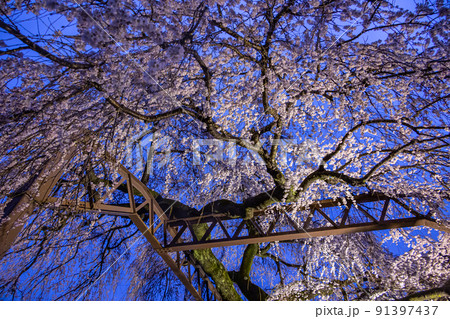 雨の日の大紀枝垂れ桜 雨の日の大紀枝垂れ桜 91397437