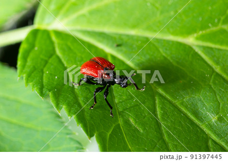 Aerial potato leafhopper, Lilioceris cheni, walks on a green leaf in the woods 91397445