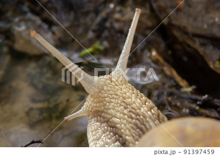 Burgundy snail, Helix, Roman snail, edible snail, escargot, on the surface of old stump with moss in a natural environment. Green moss and mold growing on the old tree trunk. 91397459