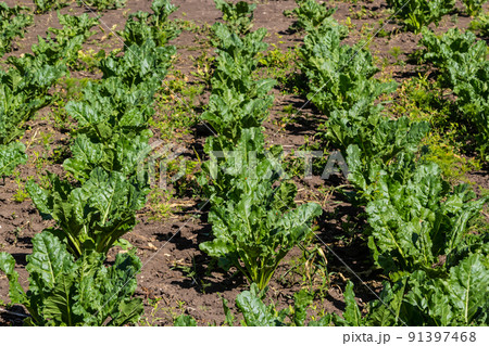 Agricultural scenery of of sweet sugar beet field. Sugar beets are young. Sugar beet field 91397468