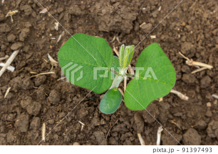Fresh green soy plants on the field in spring. Rows of young soybean plants 91397493