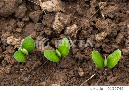 Soybean plant leaf close-up in a field of young plants. Young crops of agricultural crops. Selective focus 91397494