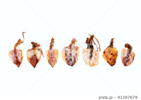 Dried squid on white background. 91397679