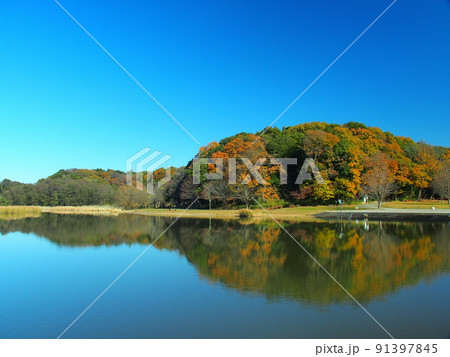冬の千駄堀池風景　　21世紀の森と広場 91397845