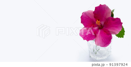 Hibiscus flower on white background. 91397924