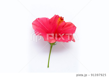 Hibiscus flower on white background. Hibiscus flower on white background. 91397925