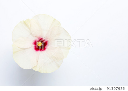 Hibiscus flower on white background. 91397926