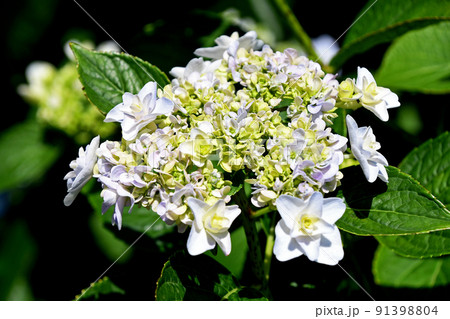 ガクアジサイ(額紫陽花) ガクアジサイ(額紫陽花) 91398804