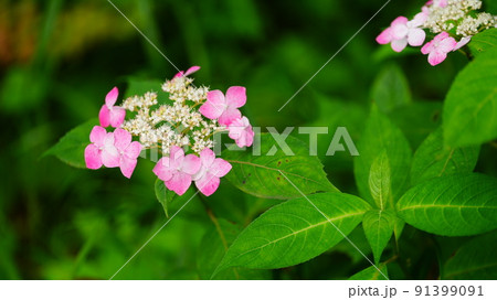紫陽花と新緑/向島百花園 91399091