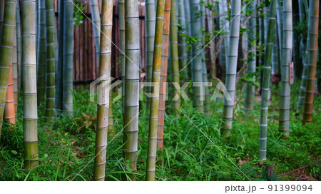新緑と竹林/向島百花園2022 91399094