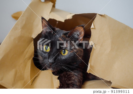 Cute calico cat lying in beige kraft paper grocery bag and looking away Cute calico cat lying in beige kraft paper grocery bag and looking away 91399311