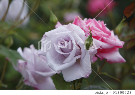 荒尾市 おもやい市民花壇 バラの花、 荒尾市 おもやい市民花壇 バラの花、 91399523