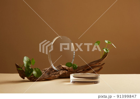Front view of centella asiatica decorated with  transparent podium  branch tree in brown background  91399847