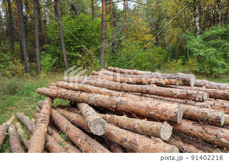 Log trunks pile, the logging timber wood industry. Wooden trunks on autumn forest background Log trunks pile, the logging timber wood industry. Wooden trunks on autumn forest background 91402216