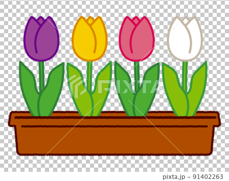 Tulip Tulip 91402263