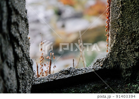 Concrete surface with plants growing on it Concrete surface with plants growing on it 91403394
