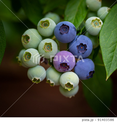 Fresh organic blueberries in garden 91403586