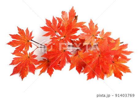 Beautiful autumn maple leaves isolated on white Beautiful autumn maple leaves isolated on white 91403769
