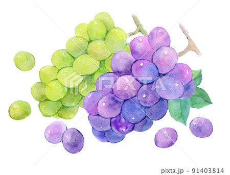 お中元　葡萄　セット　水彩イラスト 91403814