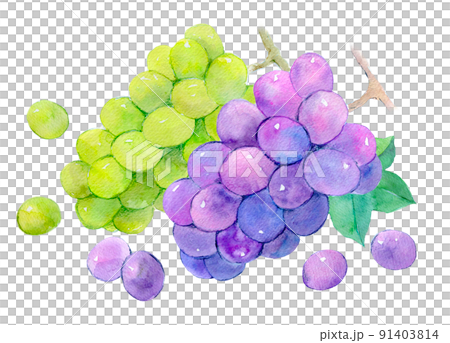 お中元　葡萄　セット　水彩イラスト 91403814