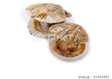Opened scallops isolated on white Opened scallops isolated on white 91403992