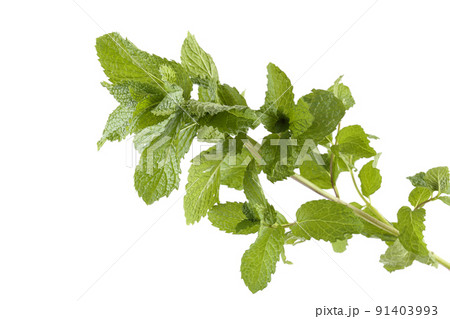 Growing mint isolated on white Growing mint isolated on white 91403993