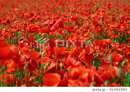 Blooming red poppy flowers in green field, Beautiful natural landscape in summertime Blooming red poppy flowers in green field, Beautiful natural landscape in summertime 91403994