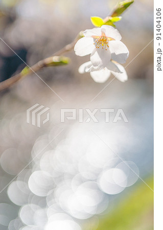 桜 弘前公園 青森 91404106