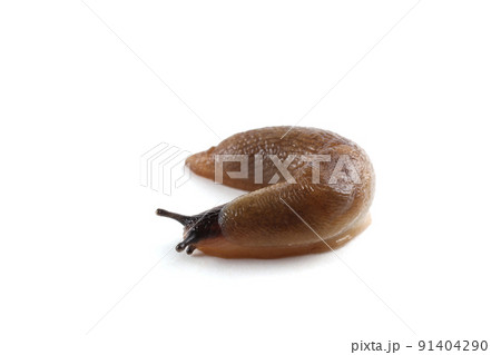 Slug isolated on white Slug isolated on white 91404290