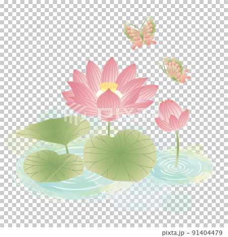 蓮の花 イラスト 蓮の花 イラスト 91404479