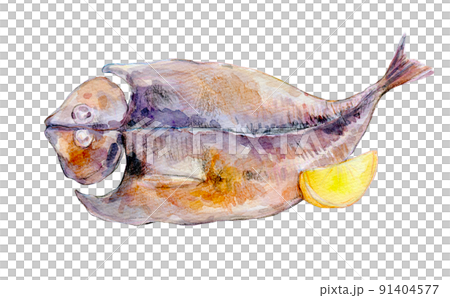 Dried horse mackerel watercolor illustration Dried horse mackerel watercolor illustration 91404577