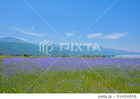 一面に咲くヤグルマギクと北アルプス【初夏】 91404856