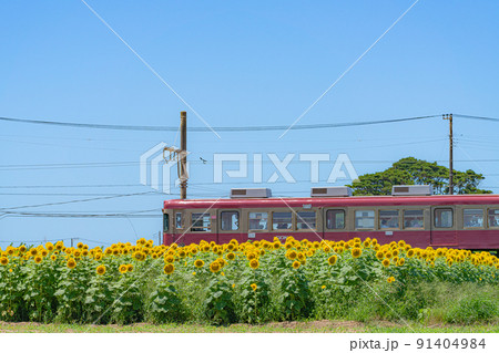 銚子電鉄 ひまわり 91404984